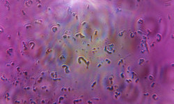 Studiocampione_micro_3-750x450