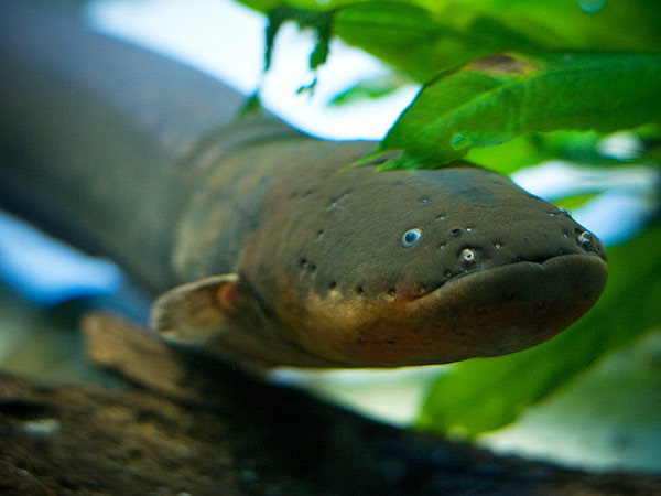 electric-eel-2