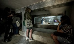 Performance di Sandra Hauser