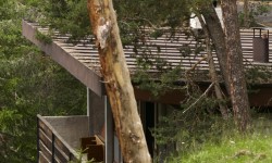 Una delle villette, divorata dal bosco