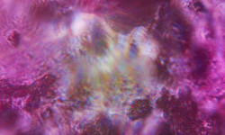Studiocampione_micro_2
